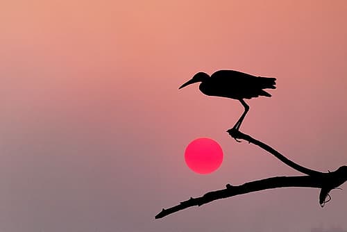 Tricolored heron silhouetted at sunset, Circle Bar B Ranch, Florida Art Print